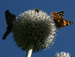 Butterflies
